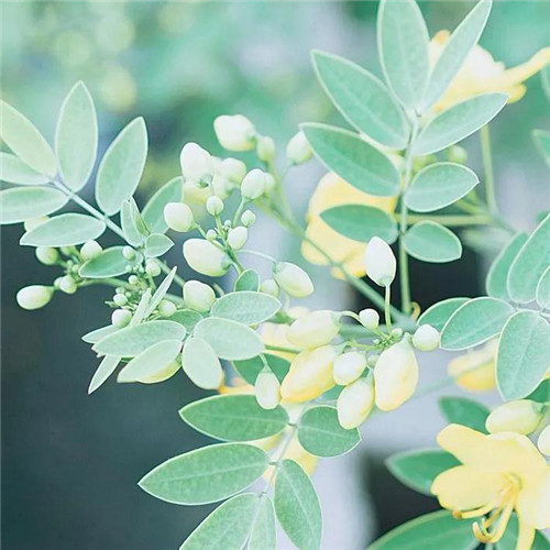 花朵绿叶头像图片