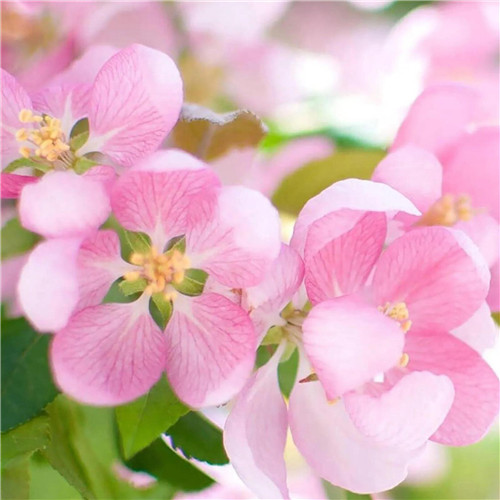 花朵绿叶头像图片