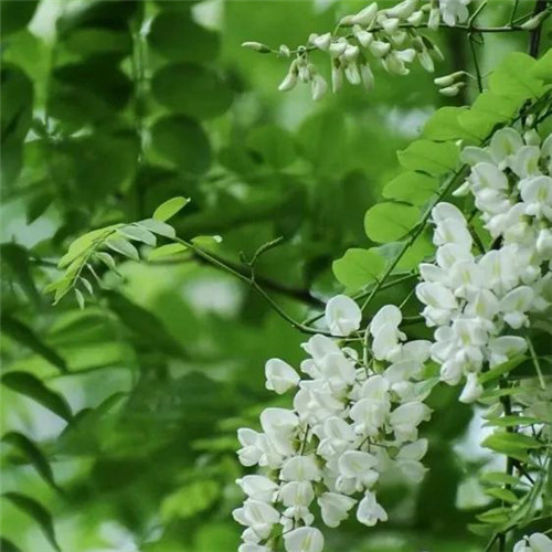 花朵绿叶头像图片