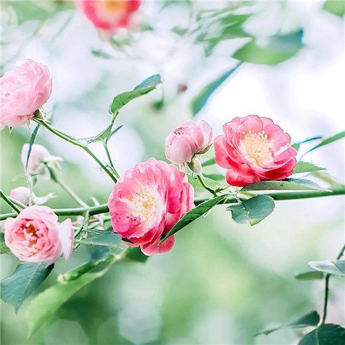 花朵绿叶头像图片