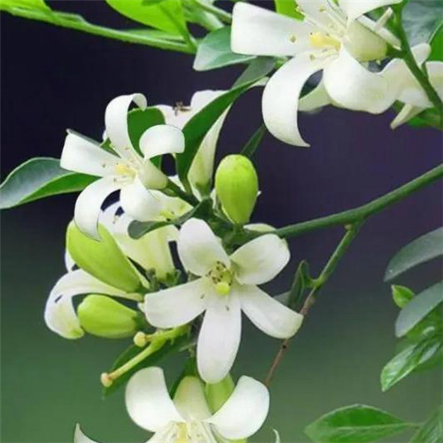 花朵绿叶头像图片