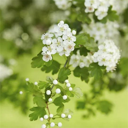 花朵绿叶头像图片
