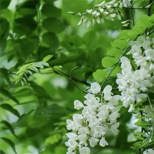 花朵绿叶头像图片
