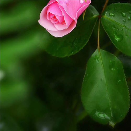 花朵绿叶头像图片