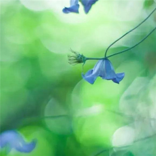 花朵绿叶头像图片