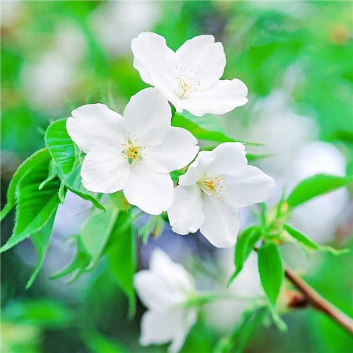 花朵绿叶头像图片