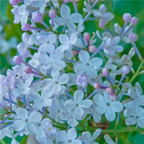 花朵绿叶头像图片