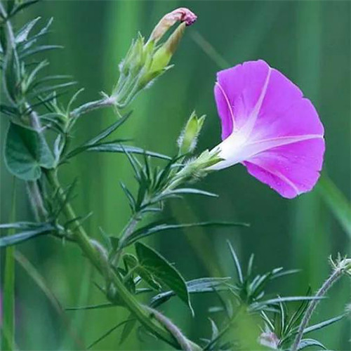 花朵绿叶头像图片