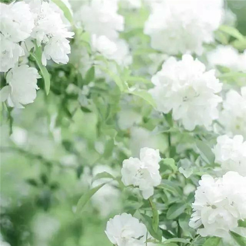 花朵绿叶头像图片