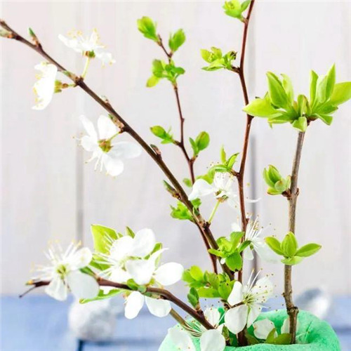 花朵绿叶头像图片