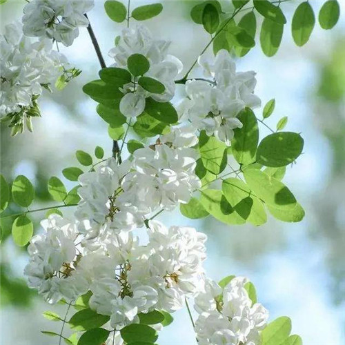 花朵绿叶头像图片