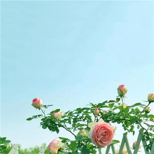 花朵绿叶头像图片