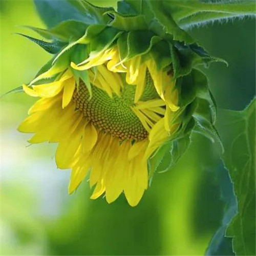 花朵绿叶头像图片