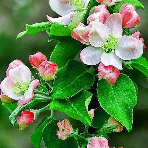 花朵绿叶头像图片