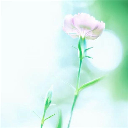 花朵绿叶头像图片