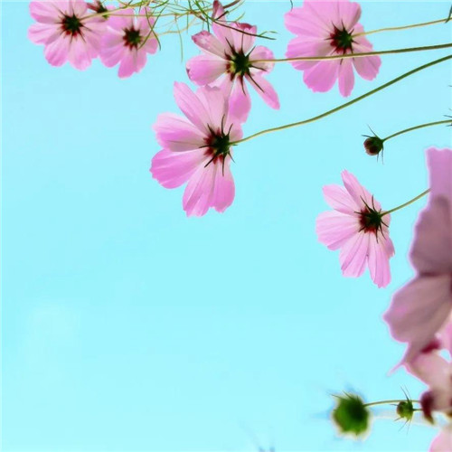 最美格桑花头像图片