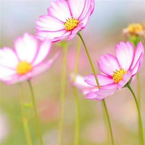 最美格桑花头像图片