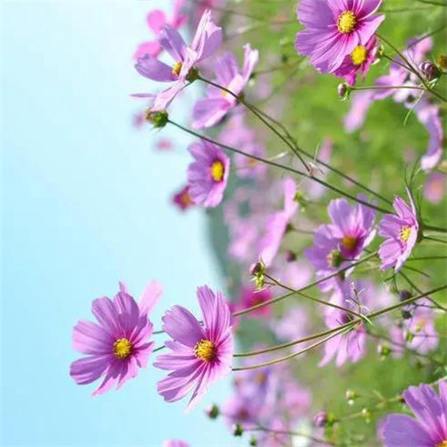 最美格桑花头像图片