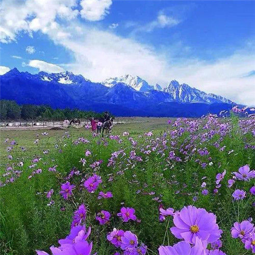 最美格桑花头像图片