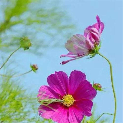 最美格桑花头像图片