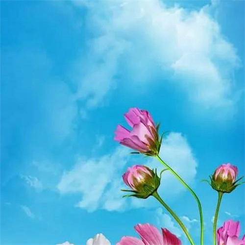 最美格桑花头像图片