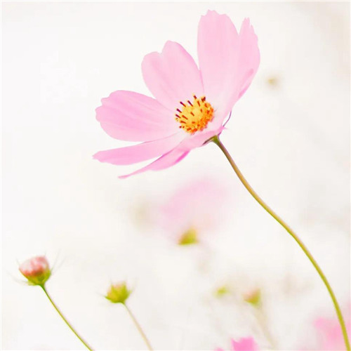 最美格桑花头像图片