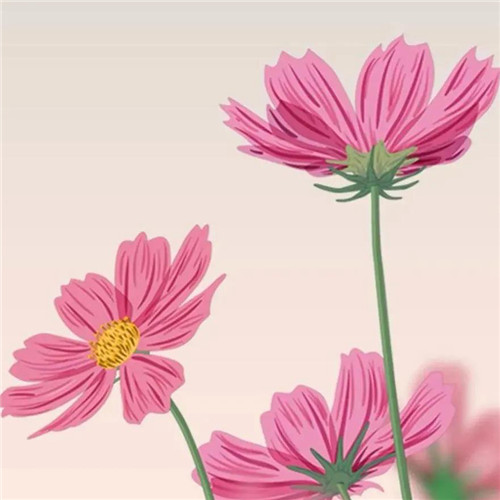 最美格桑花头像图片
