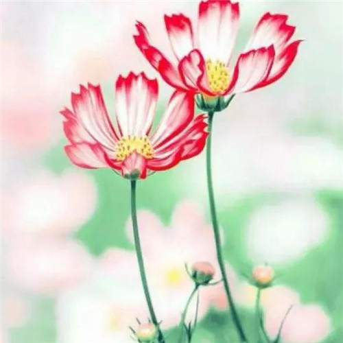 最美格桑花头像图片