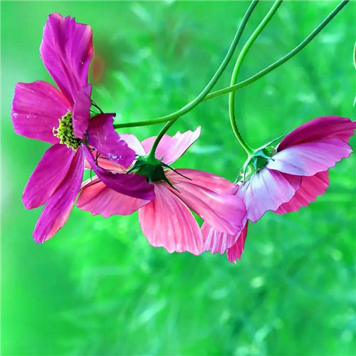 最美格桑花头像图片