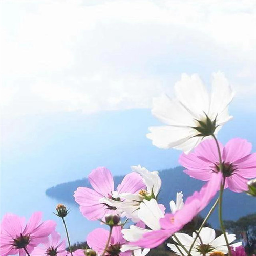 最美格桑花头像图片