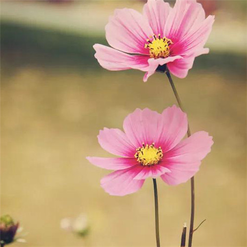 微信格桑花图片头像