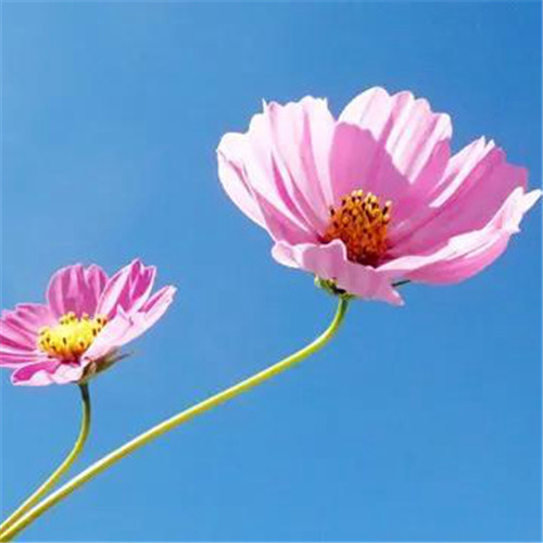微信格桑花图片头像