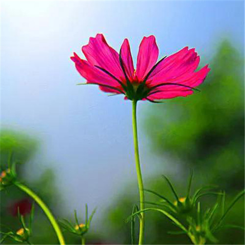 微信格桑花图片头像