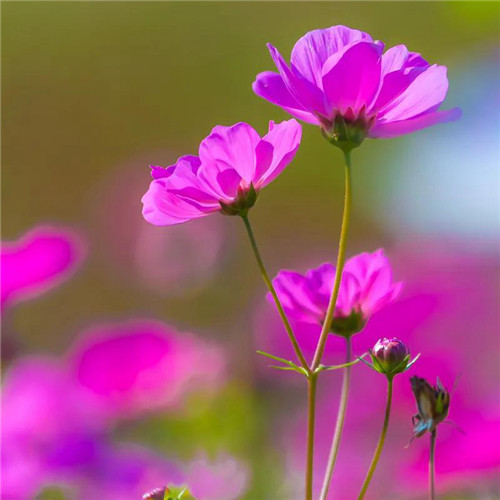 微信格桑花图片头像