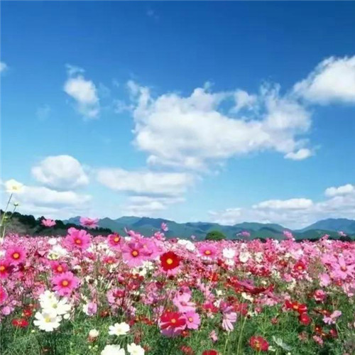微信格桑花图片头像