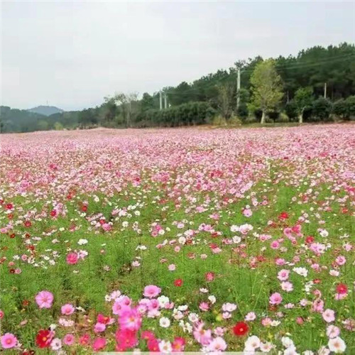 微信格桑花图片头像