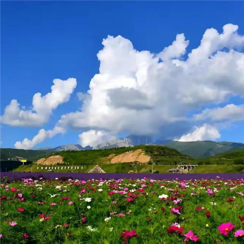 微信格桑花图片头像
