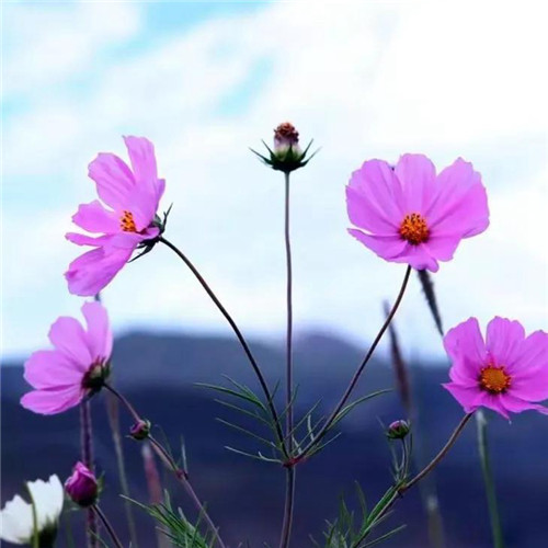 微信格桑花图片头像