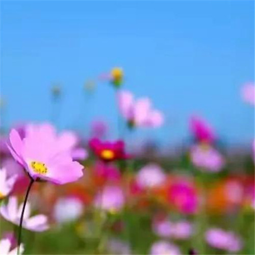 微信格桑花图片头像