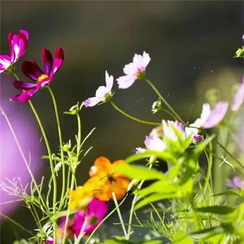 微信格桑花图片头像