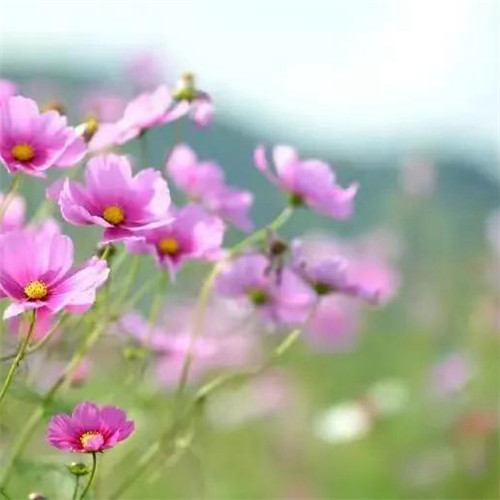 微信格桑花图片头像