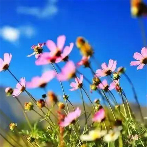微信格桑花图片头像