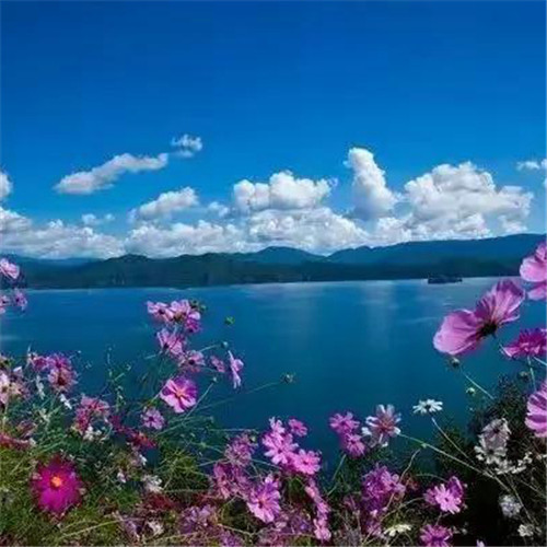 微信格桑花图片头像