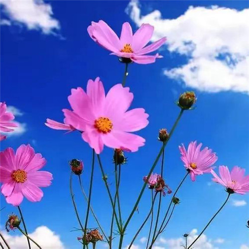 微信格桑花图片头像