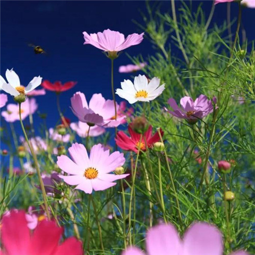 格桑花微信头像