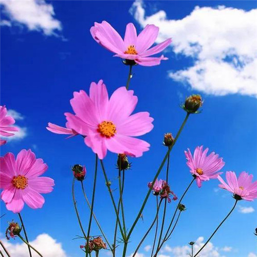 格桑花微信头像