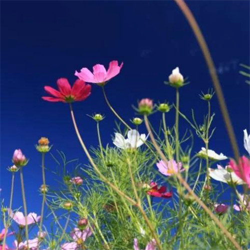 格桑花微信头像