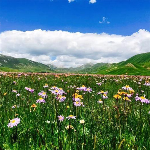 格桑花微信头像