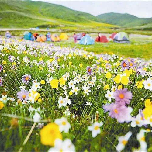 格桑花微信头像