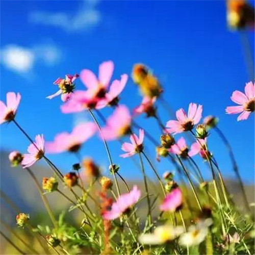格桑花微信头像